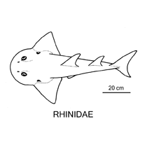 Line drawing of rhinidae